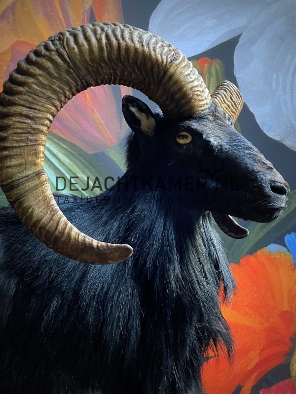 Taxidermy black moeflon ram