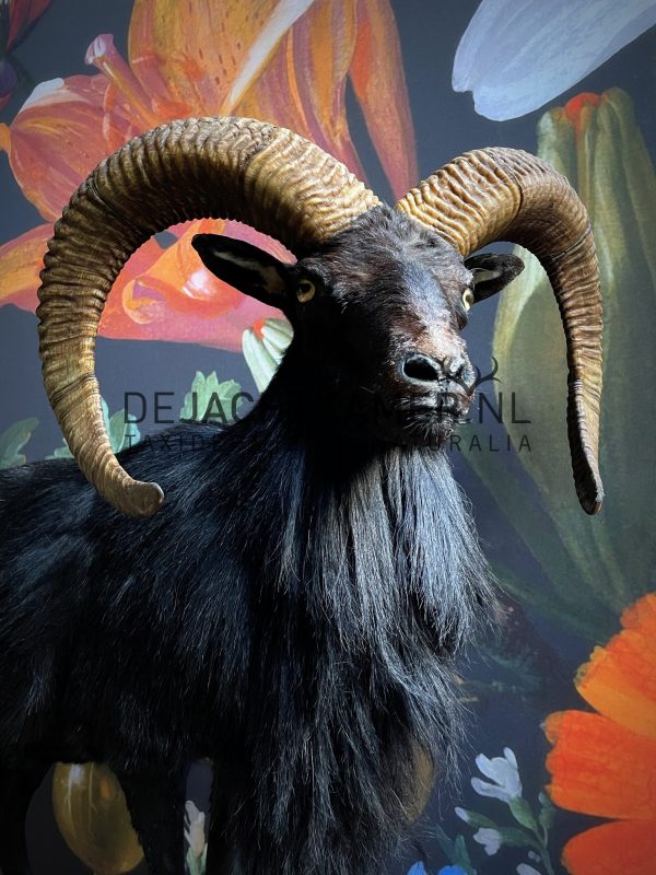 Taxidermy black moeflon ram