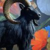 Taxidermy black moeflon ram