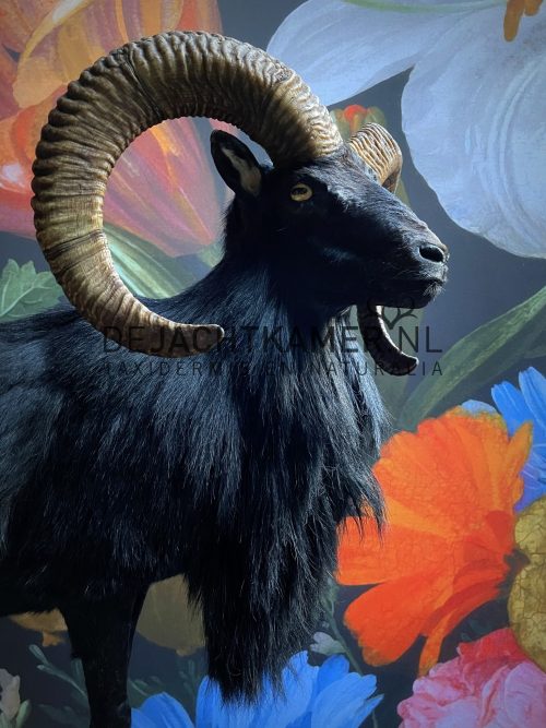 Taxidermy black moeflon ram