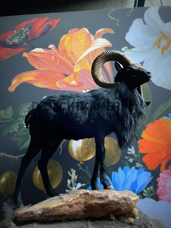 Taxidermy black moeflon ram