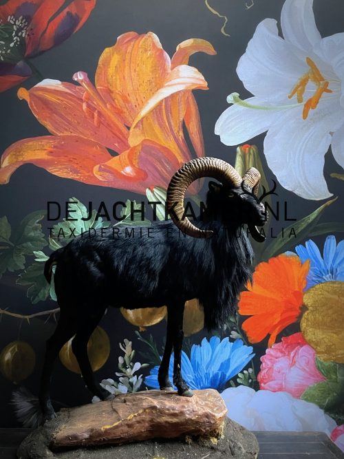 Taxidermy black moeflon ram