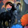 Taxidermy black moeflon ram