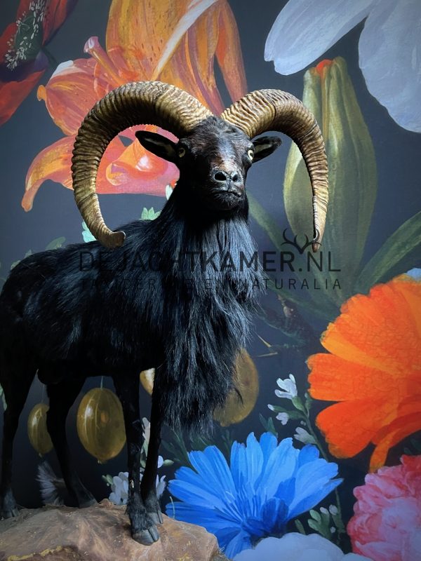 Taxidermy black moeflon ram