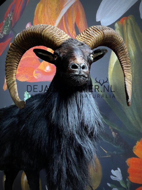 Taxidermy black moeflon ram