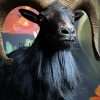 Taxidermy black moeflon ram