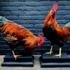Mounted colorful rooster on black pedestal