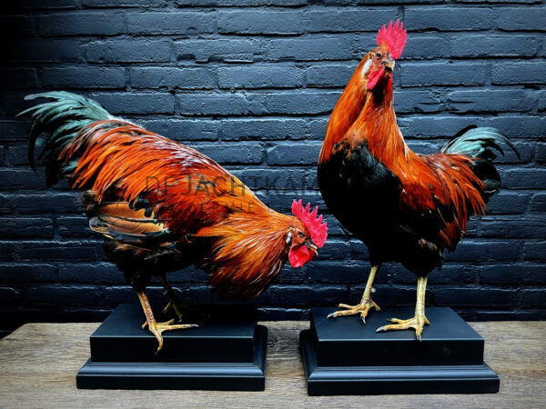 Mounted colorful rooster on black pedestal