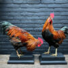 Mounted colorful rooster on black pedestal