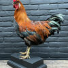 Mounted colorful rooster on black pedestal