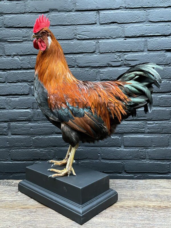 Mounted colorful rooster on black pedestal