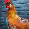 Mounted colorful rooster on black pedestal