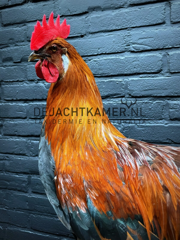 Mounted colorful rooster on black pedestal