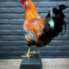 Mounted colorful rooster on black pedestal