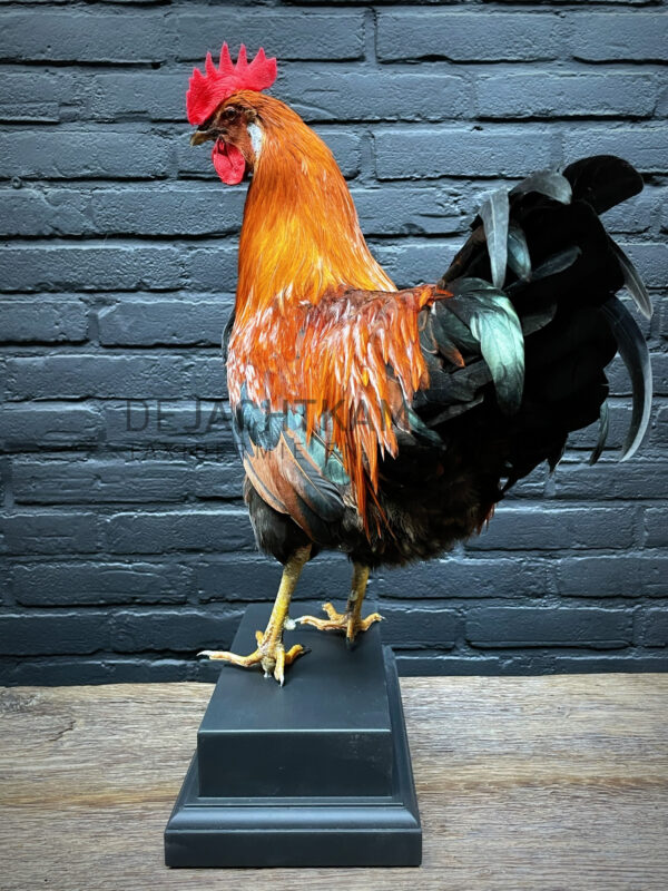 Mounted colorful rooster on black pedestal