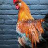 Mounted colorful rooster on black pedestal