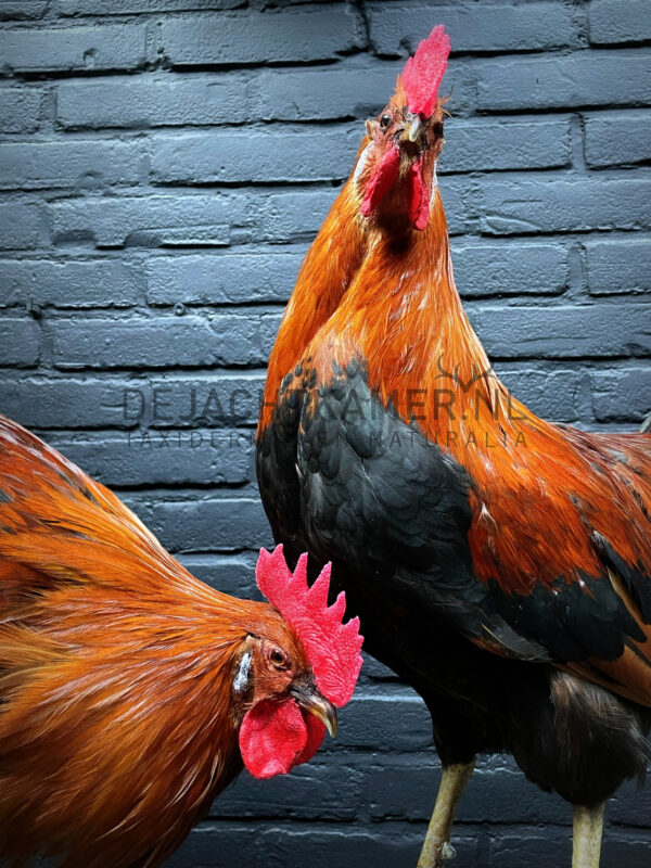 Mounted colorful rooster on black pedestal