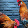 Mounted colorful rooster on black pedestal