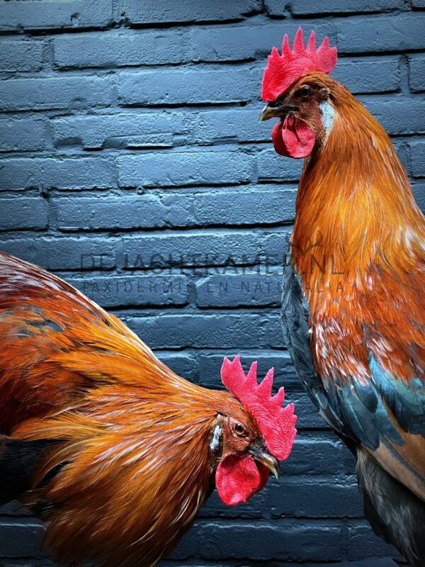 Mounted colorful rooster on black pedestal