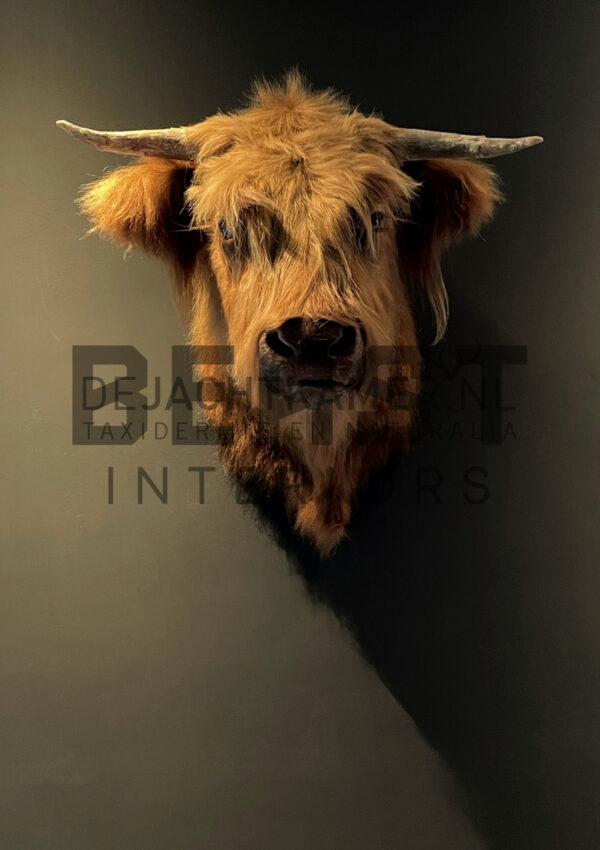 Mounted head of a Scottish highlander