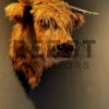 Mounted head of a Scottish highlander