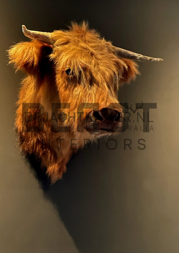 Mounted head of a Scottish highlander