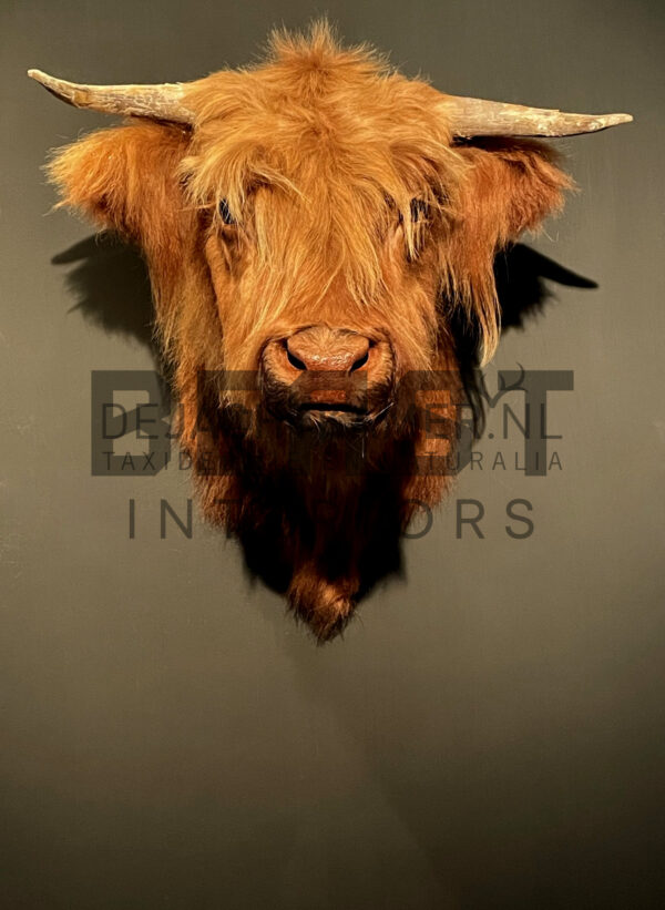 Mounted head of a Scottish highlander