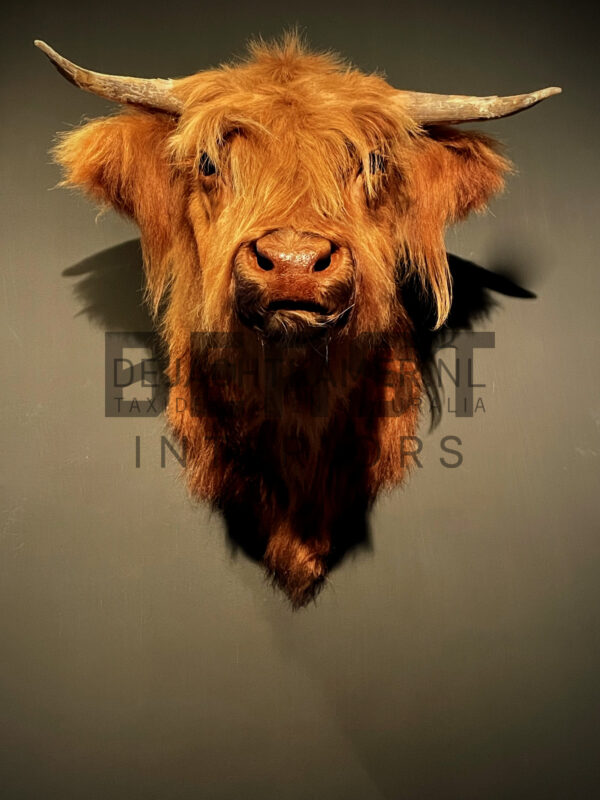 Mounted head of a Scottish highlander