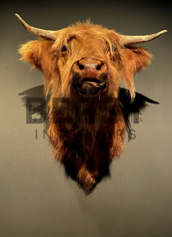 Mounted head of a Scottish highlander