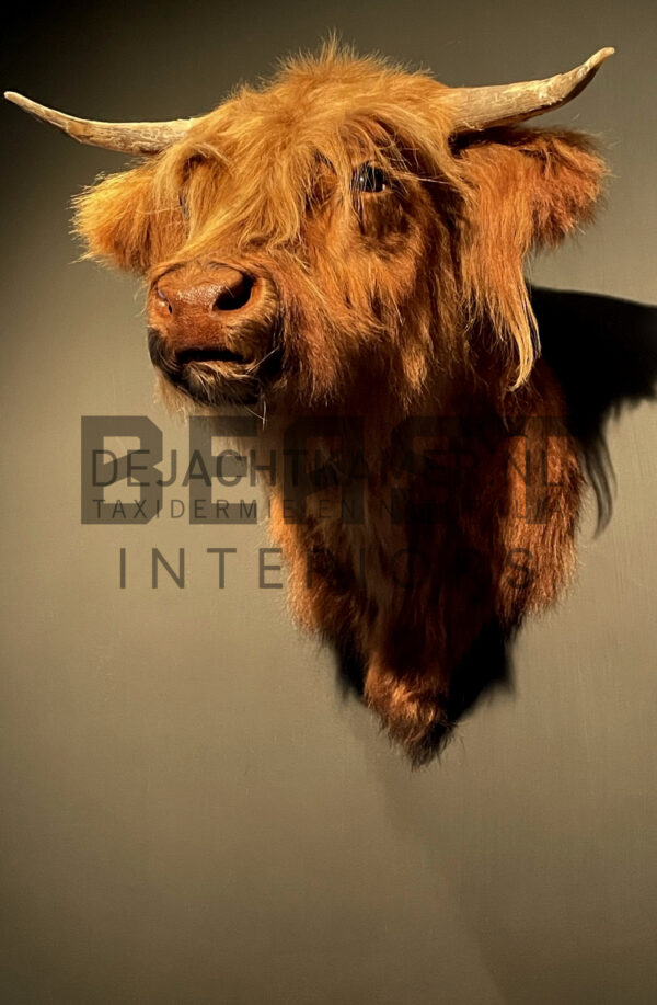 Mounted head of a Scottish highlander