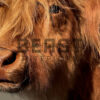 Mounted head of a Scottish highlander