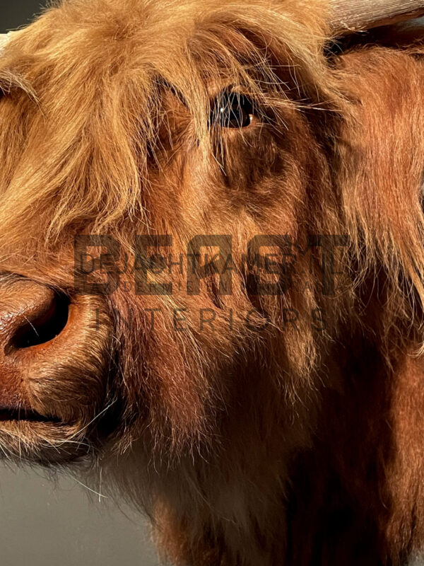 Mounted head of a Scottish highlander