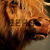 Mounted head of a Scottish highlander