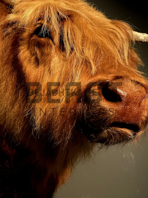 Mounted head of a Scottish highlander