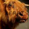 Mounted head of a Scottish highlander