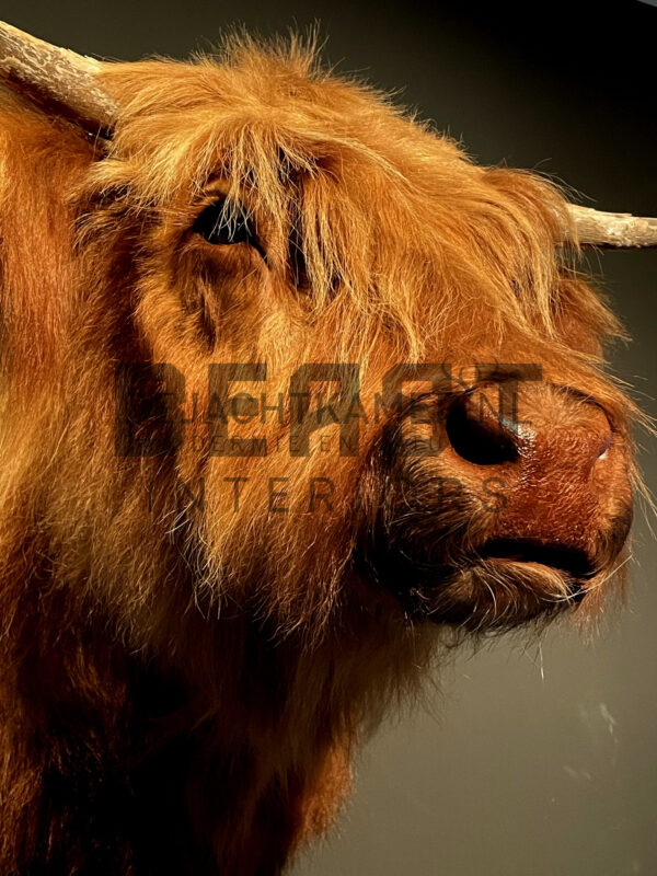 Mounted head of a Scottish highlander