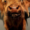 Mounted head of a Scottish highlander