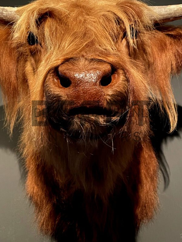 Mounted head of a Scottish highlander