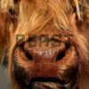 Mounted head of a Scottish highlander