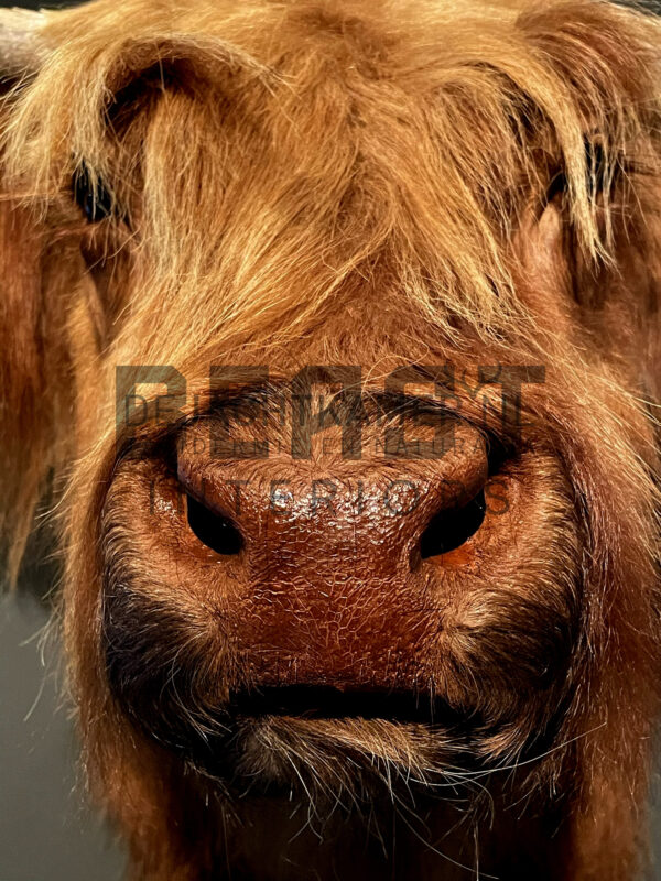 Mounted head of a Scottish highlander