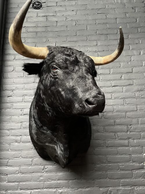 Taxidermy Spanish bull head