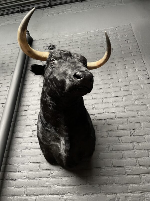 Taxidermy Spanish bull head