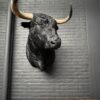 Taxidermy Spanish bull head
