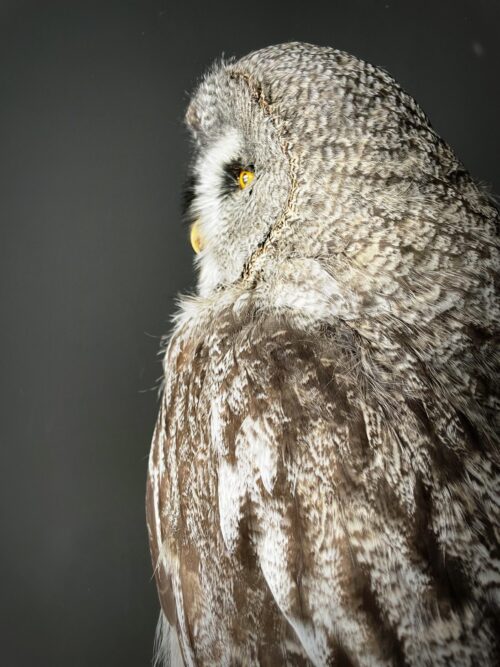 Recently stuffed great grey owl