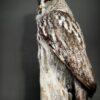 Recently stuffed great grey owl