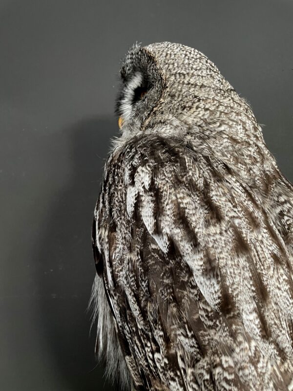 Recently stuffed great grey owl