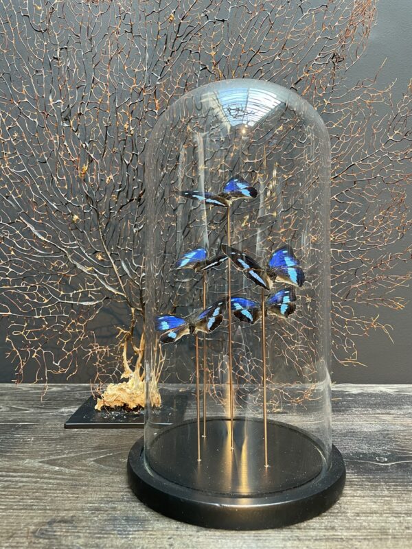 Modern bell jar filled with butterflies