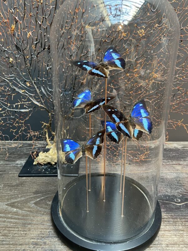 Moderne Glasglocke gefüllt mit Schmetterlingen