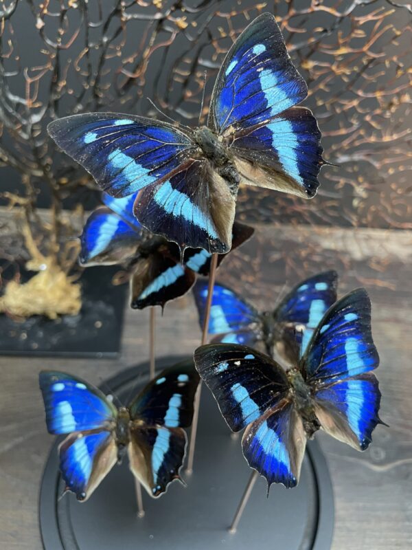 Modern bell jar filled with butterflies