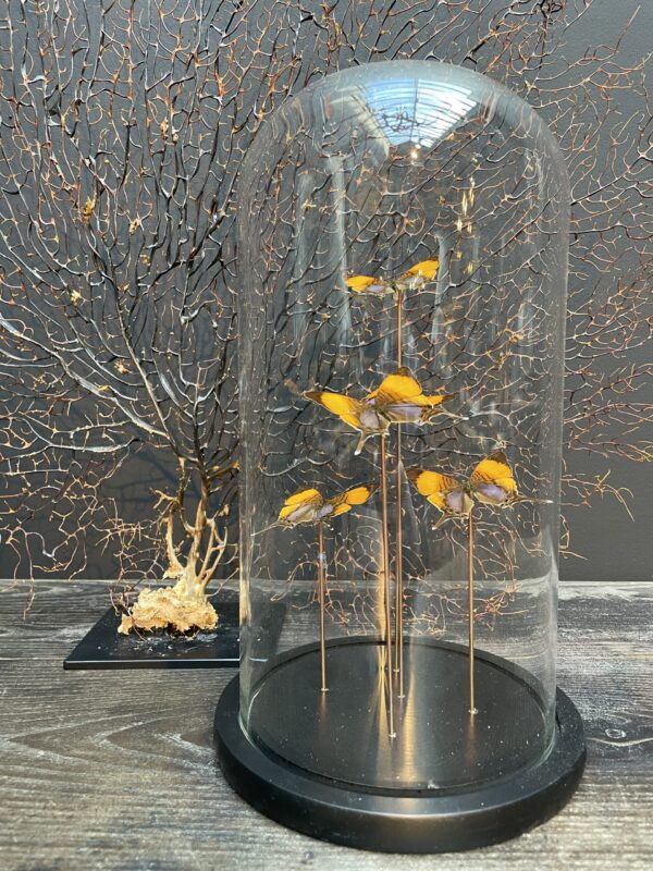 Modern bell jar filled with butterflies